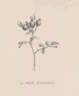 <i>Rosa jundzillii</i> Besser synonym rose photo