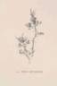 <i>Rosa stellata</i> Wooton rose photo