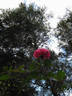 Prudence rose photo