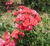 Pacific Triumph rose photo