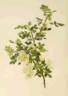 <i>Rosa sericea</i> Wall. ex Lindl. rose photo