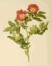 <i>Rosa pratincola</i> Greene synonym rose photo