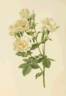 <i>Rosa alba</i> L. rose photo