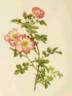Janet's Pride rose photo