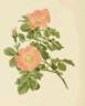 <i>Rosa jundzillii</i> Besser synonym rose photo