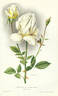 Souvenir de Gustave Prat rose photo