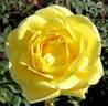 Mellow Yellow ™ rose photo