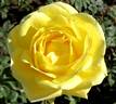 Mellow Yellow ™ rose photo