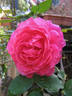 Prudence rose photo