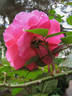 Prudence rose photo