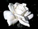 Anne de Kiev rose photo
