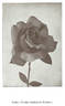 Helga rose photo