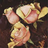 Afterglow rose photo