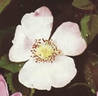 <i>Rosa agrestis</i> Savi rose photo