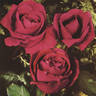 Gerald Hardy rose photo
