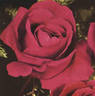 Gerald Hardy rose photo