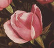 Lal rose photo
