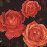 Mrs. Edward Laxton rose photo