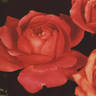 Mrs. Edward Laxton rose photo