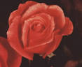 Elite rose photo