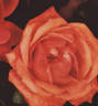 Duchess of Atholl rose photo