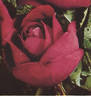 W. E. Chaplin rose photo