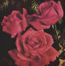 J.H. Bruce rose photo