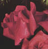 J.H. Bruce rose photo