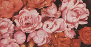 Little Dorrit rose photo