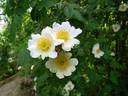 <i>Rosa karakalensis</i> Kult. rose photo