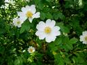 <i>Rosa karakalensis</i> Kult. rose photo