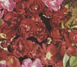 Kersbergen rose photo
