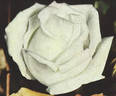Elizabeth Arden rose photo