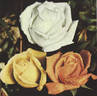Josephine Spiecker rose photo