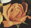 Josephine Spiecker rose photo