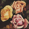 Max Krause rose photo