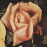 Max Krause rose photo