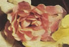 Poulsen's Pink rose photo