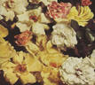 Poulsen's Yellow rose photo