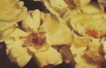 Poulsen's Yellow rose photo
