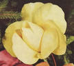 Phyllis Gold rose photo