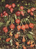 R. rugosa calocarpa rose photo
