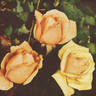 Luis Brinas rose photo