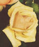 Luis Brinas rose photo