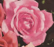 Elizabeth of York rose photo