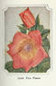 Irish Fireflame rose photo