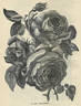 Pierre Notting rose photo