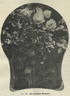 Mrs. Theodore Roosevelt rose photo