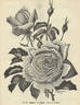 Madame J.-P. Soupert rose photo
