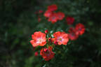Deseo rose photo